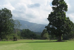 Reforestacion